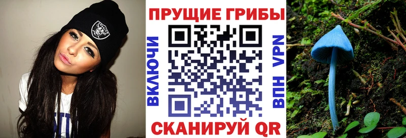 Галлюциногенные грибы Psilocybe  Губкинский 